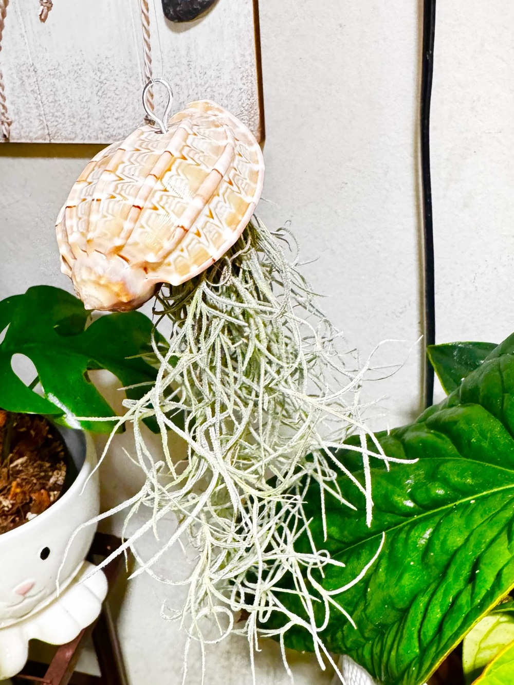 Seashell Hanging Air Plant (Spanish moss) Holder with Pale Peach Shell
